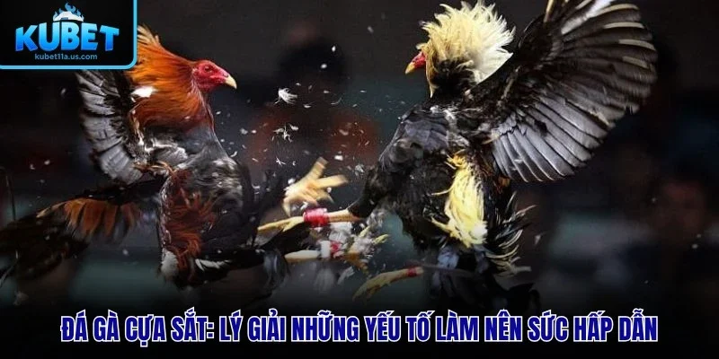 đá gà cựa sắt