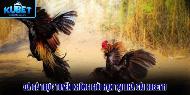 Đá gà trực tuyến